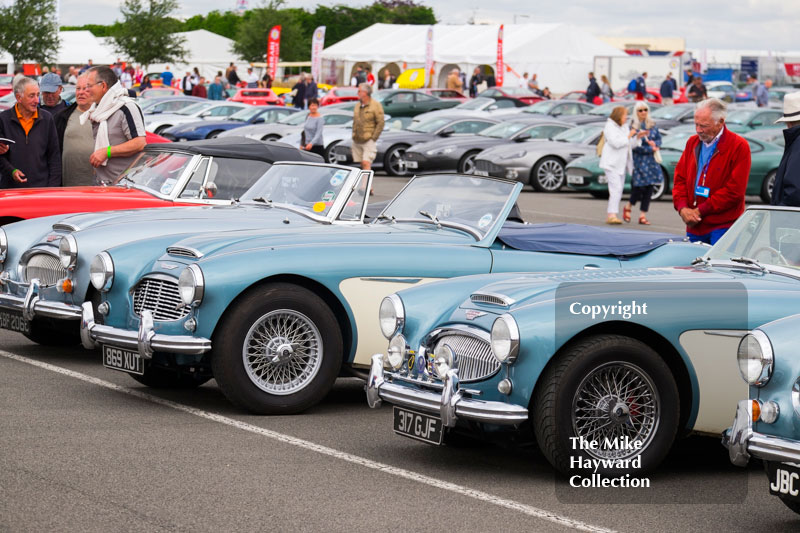 Austin Healey Sports Cars on display at the 2016 Silverstone Classic.
