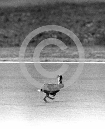 One of the Silverstone hares makes a break for it, British Grand Prix 1979.
